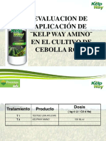 Kelpway Ensayos Cebolla (Amino)