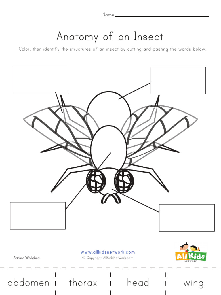 Anatomy Insect Worksheet PDF