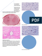 Praktikum Histo Neuro