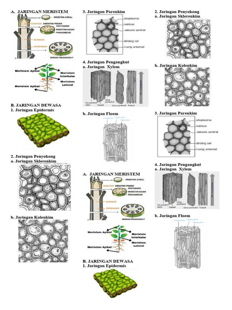 STRUKTUR_DAN_FUNGSI_TUBUH_TUMBUHAN_kelas | PDF