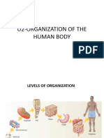 U2 Organization of The Human Body