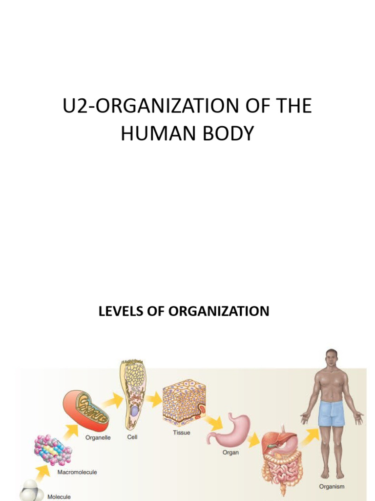 Levels of Organization in the Human Body | PDF | Endoplasmic Reticulum ...
