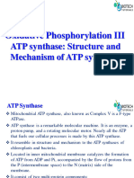 Oxidative Phosphorylation and Electron Transport Chain III ATP Synthase Structure and Function