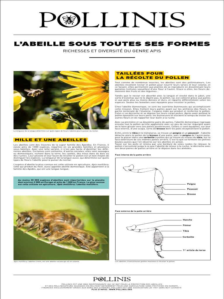 Les abeilles : diversité et pollinisation | PDF | Abeille européenne ...