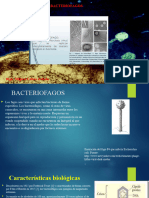 8 A Bacteriofagos 240520