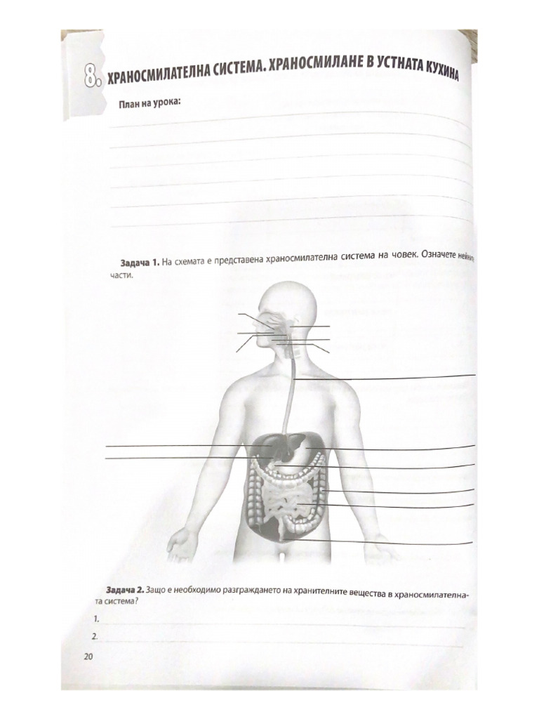 Worksheet Digestive System | PDF
