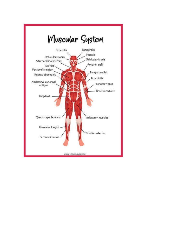 Muscle | PDF