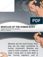 Muscles of The Human Body