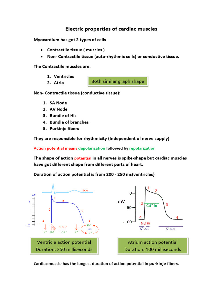 Electric Properties of Cardiac Muscles | PDF | Action Potential ...