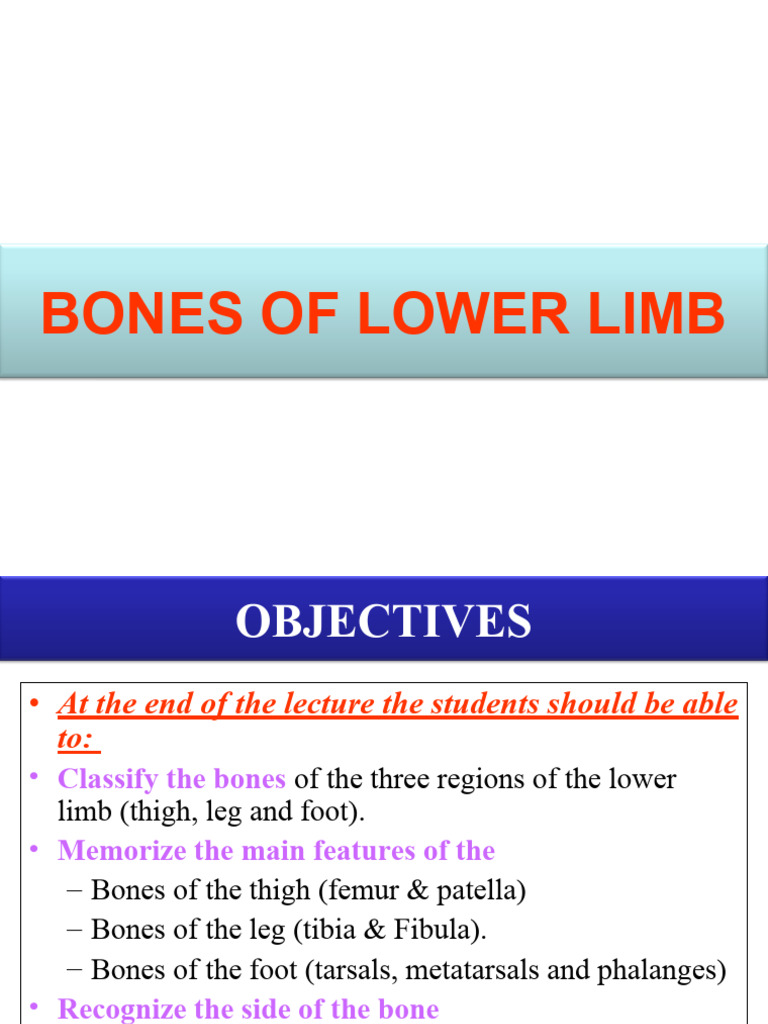 Lecture 1 - Bones of Lower Limb | PDF | Human Leg | Foot