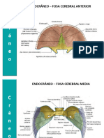 Cráneo - Sesión 3 - Endocráneo y Mandíbula - 22-23