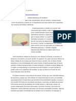 Como Funciona El Cerebro - 4