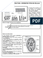 La Célula y Su Estructura