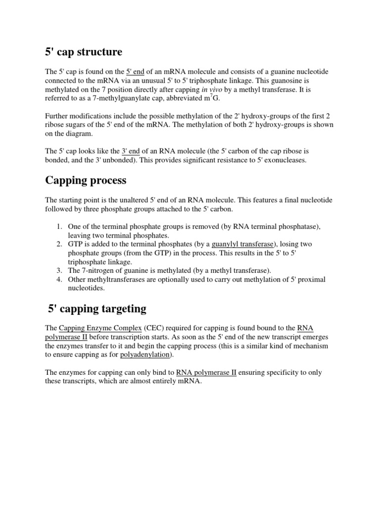 5' Cap Structure and Capping Process | PDF | Science & Mathematics