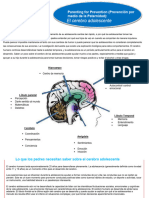 Cerebro Adolescente