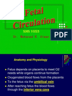 1 Fetal Circulation