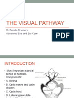 The Visual Pathway Opthalmology Lecture