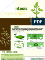 Diferencias en Las Vias Metabolicas C3, C4 y Cam