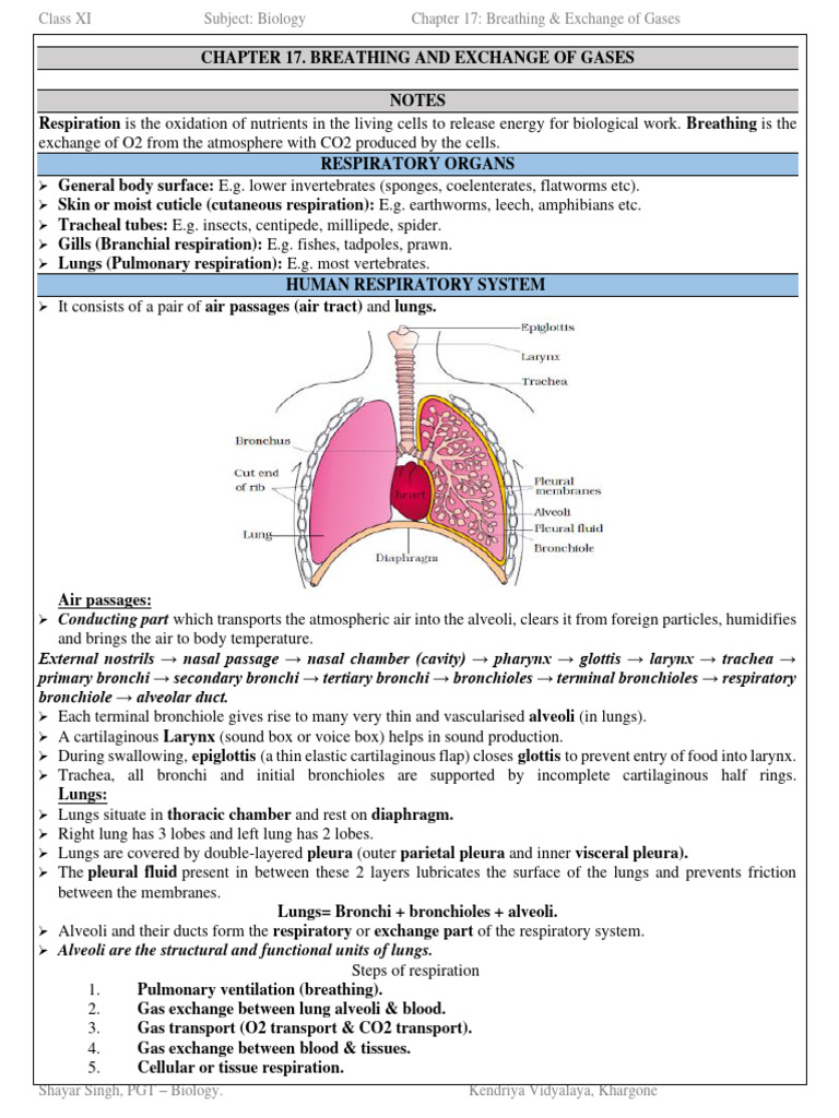 Class 11: Breathing & Gas Exchange | PDF | Respiratory System | Exhalation