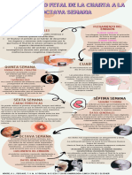 Desarrollo Fetal (Infografia)