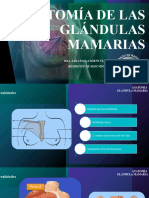 Anatomía de Las Glándulas Mamarias