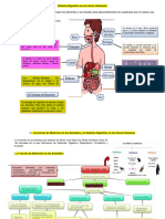 Lamina Funciones de Nutrición 