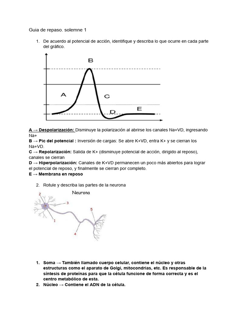 Guia de Repaso Resuelta | PDF | Sinapsis | Potencial de acción