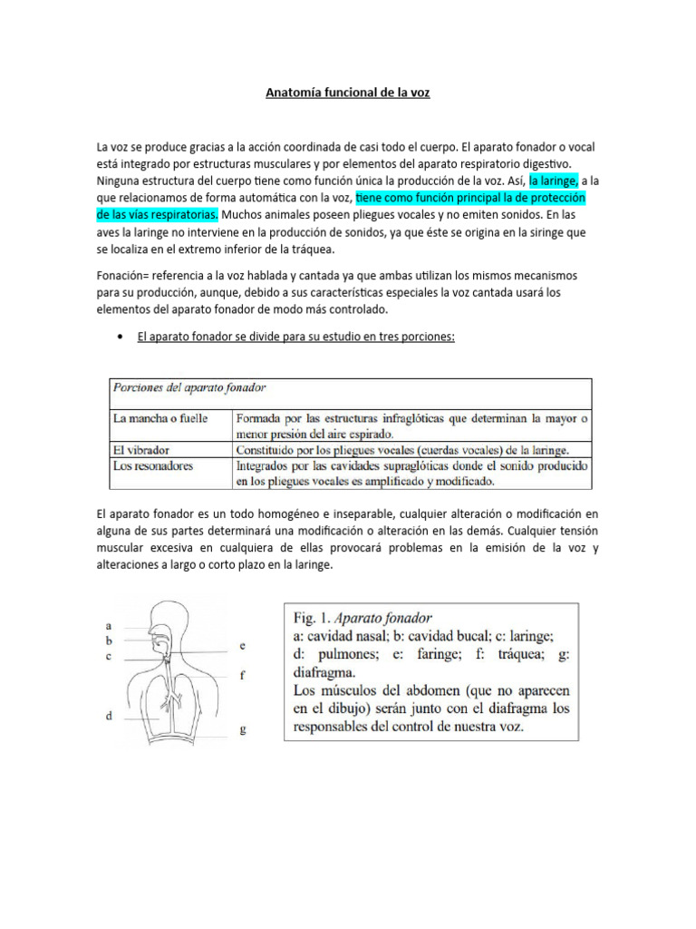 Anatomía del Aparato Fonador y Voz | PDF | Laringe | Pulmón