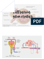 Filtración Glomerular: EXPOSITORA: Gabriela Clavo Rojas - Medicina UDEP