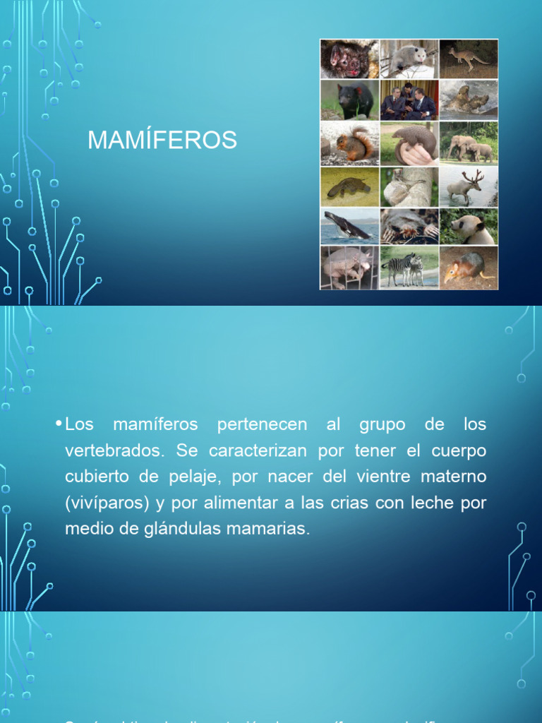 Clasificación de Mamíferos y Ejemplos | PDF | Mamíferos | Zoología
