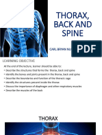 Thorax Back and Spine