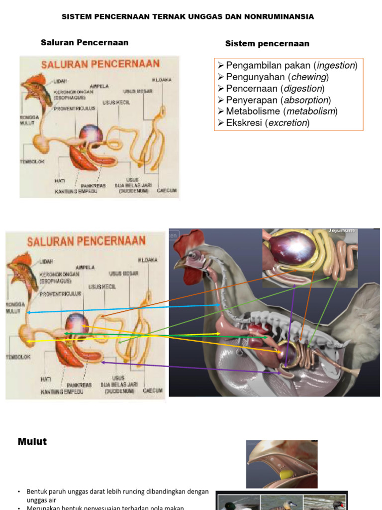 Sistem Pencernaan Ternak Unggas | PDF