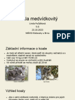 Koala Medvídkovitý