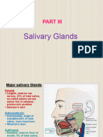 Lab Salivary Gland 2