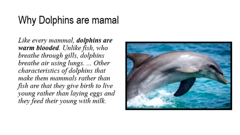 Dolphin Pdf