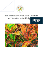 San Francisco or Croton Plant Cultivar and Varieties in The Philippines