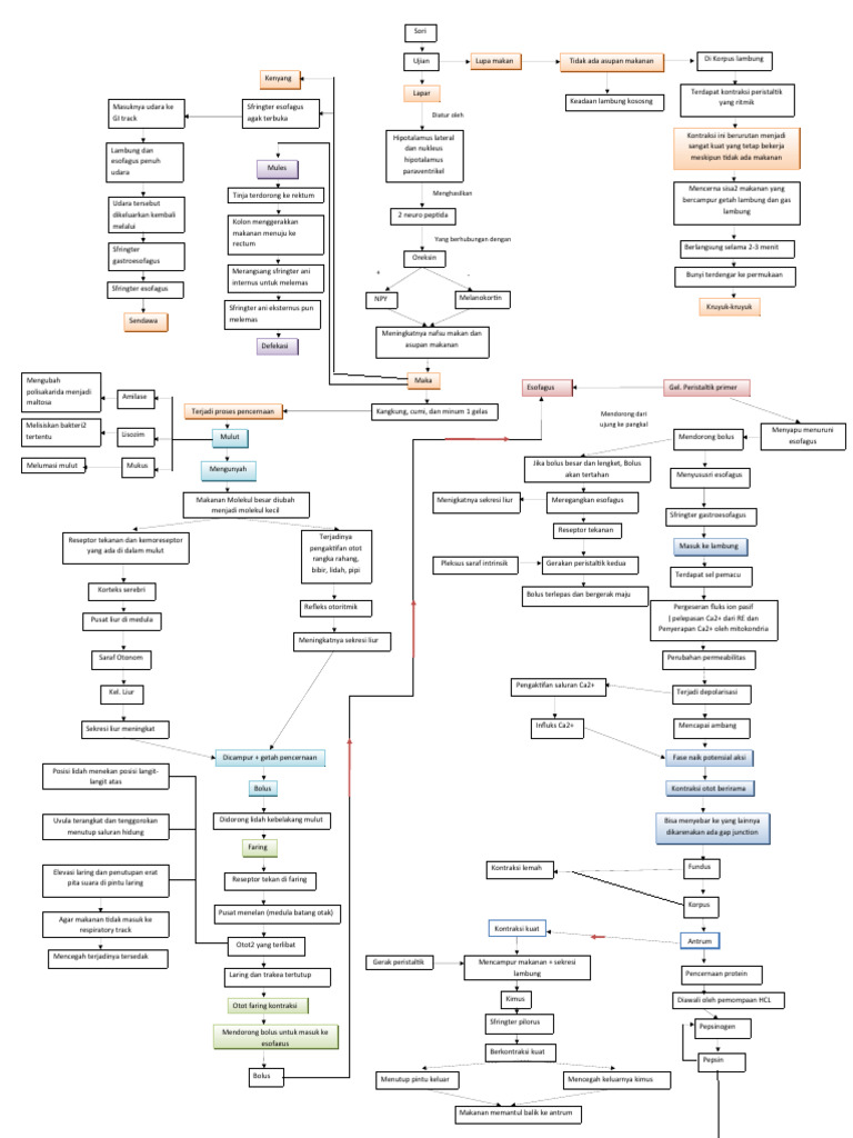 Peta Konsep Pencernaan | PDF