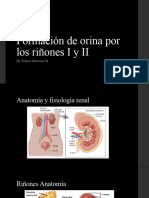 Formacion de Orina Por Los Riñones