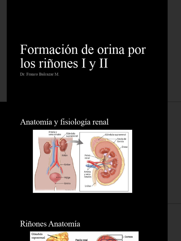 Formacion de Orina Por Los Riñones | PDF | Riñón | Sistema urinario