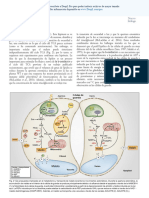 New Phytologist - 2017 - Daloso - Metabolism Within The Specialized Guard Cells of Plants (2) Es