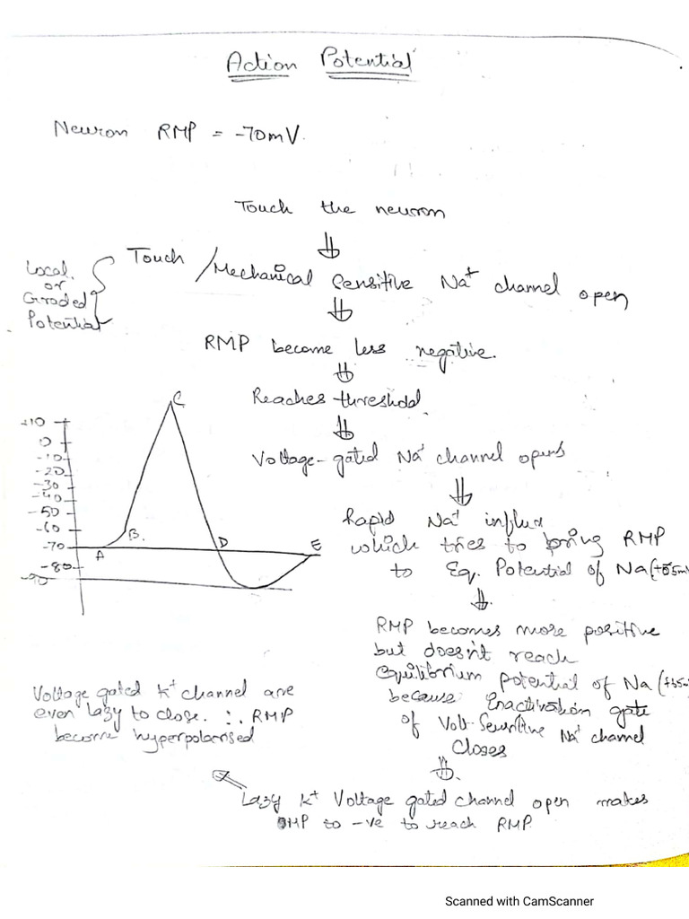 Action Potential Notes From DR Najeeb Vids | PDF