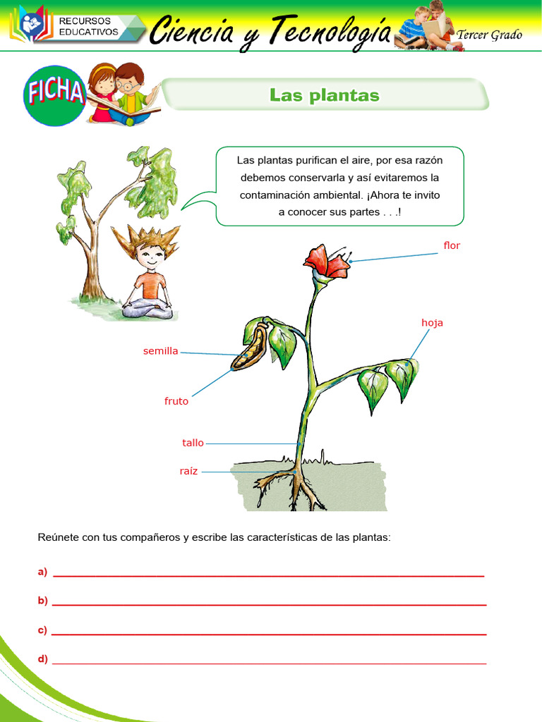 15 - La Plantas | PDF | Tallo de la planta | Plantas