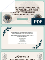 Aspergillus Nigger