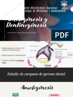 Amelogénesis y Dentinogénesis. Esmeralda Hernández