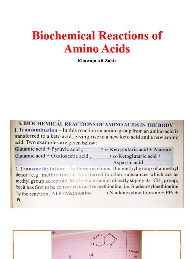 Biochemical Reactions of Amino Acids PDF
