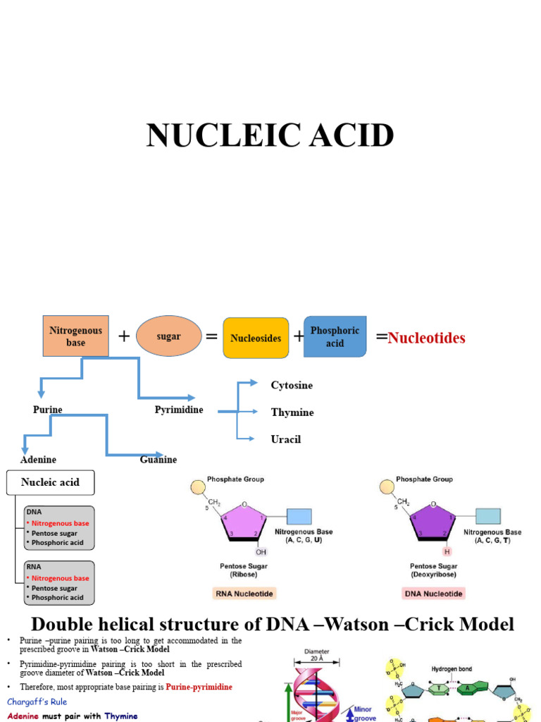 Lecture 10 Nucleic Acid PDF Dna Replication Primer (Molecular