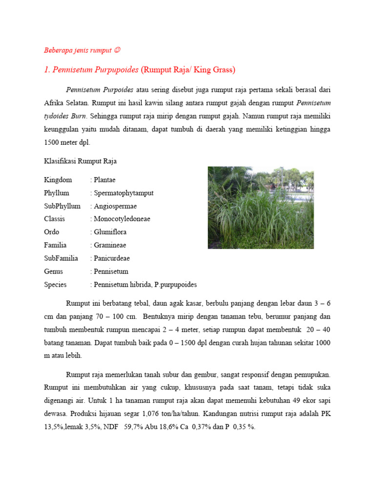 Klasifikasi dan Manfaat Rumput Raja | PDF | Sains & Matematika ...