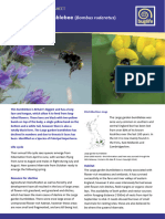 Bombus Ruderatus Species Management Sheet - 0