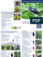 Oil Beetle National Survey Leaflet For Web 5 Species