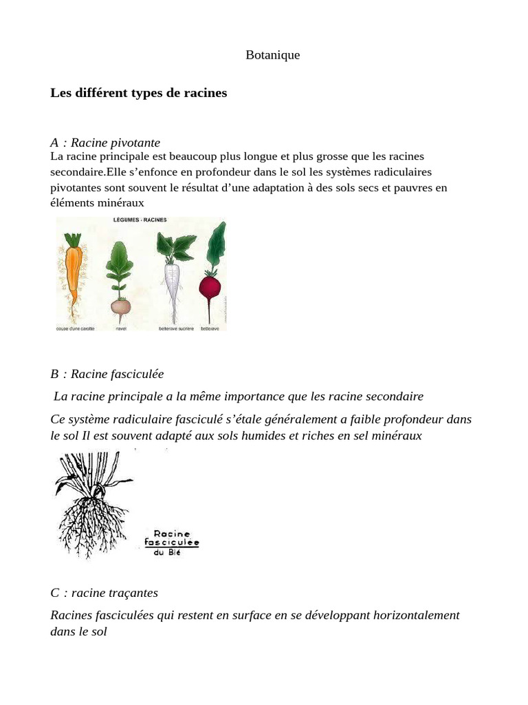 Types de racines en botanique | PDF